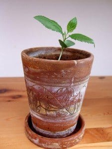 JLPT-podcast-seedling