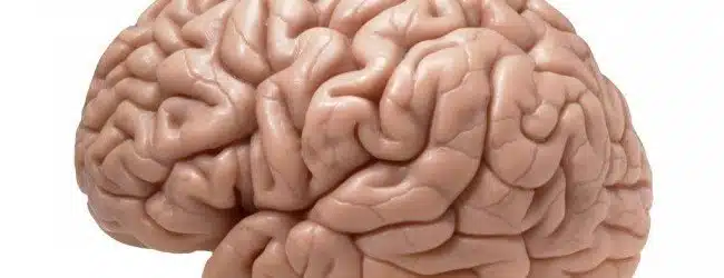 How does your Brain Learn a Language? post image
